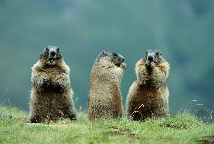 ABM恋爱测试动物